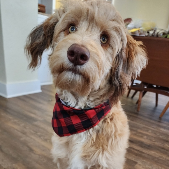 Foxsakesvintage is LIVE. No Theme, Sharing Yours & Mine - Picture 3 of 7